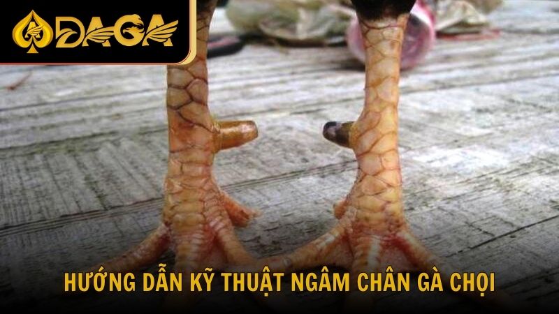 Hướng dẫn kỹ thuật ngâm chân gà chọi đúng cách từ chuyên gia