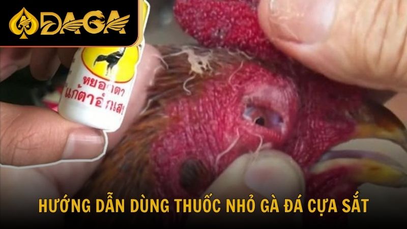 Hướng dẫn sử dụng thuốc nhỏ gà đá cựa sắt đúng cách