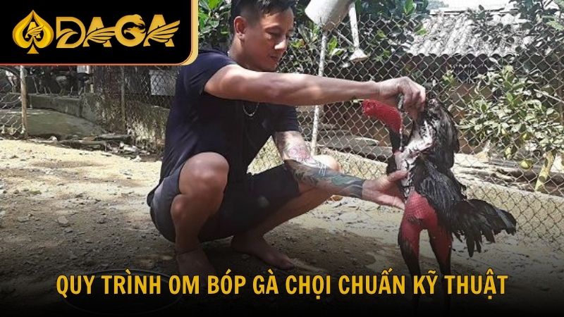 Quy trình om bóp gà chọi chuẩn kỹ thuật từ chuyên gia DAGA