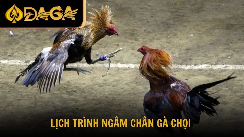 Lịch trình ngâm chân gà chọi đạt hiệu quả tối ưu