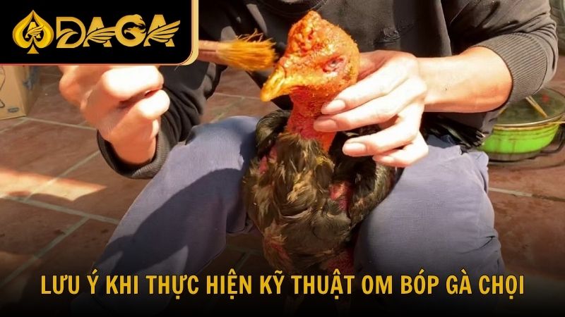 Lưu ý khi thực hiện kỹ thuật om bóp gà chọi để đạt hiệu quả