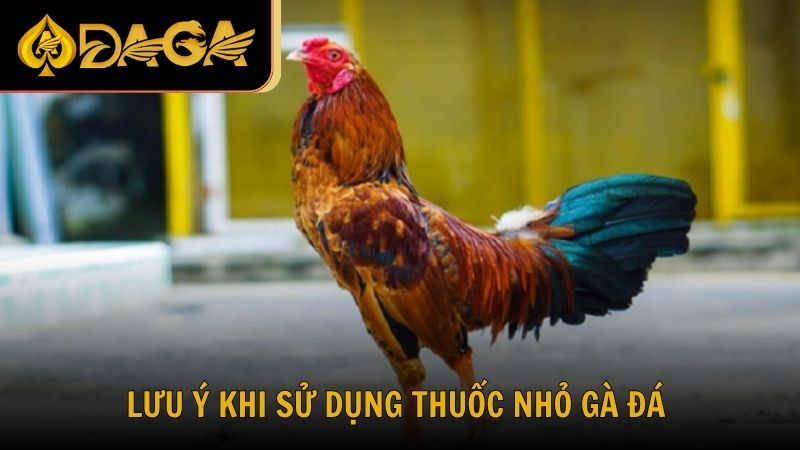 Những lưu ý quan trọng khi sử dụng thuốc nhỏ gà đá cựa sắt