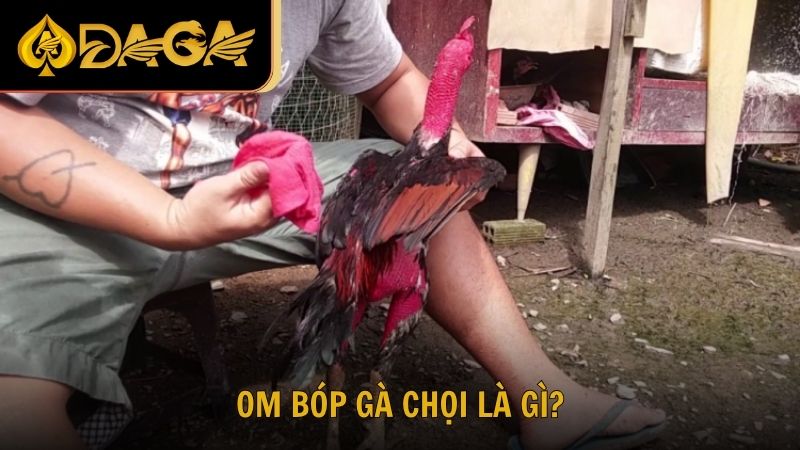 Om bóp gà chọi là gì?