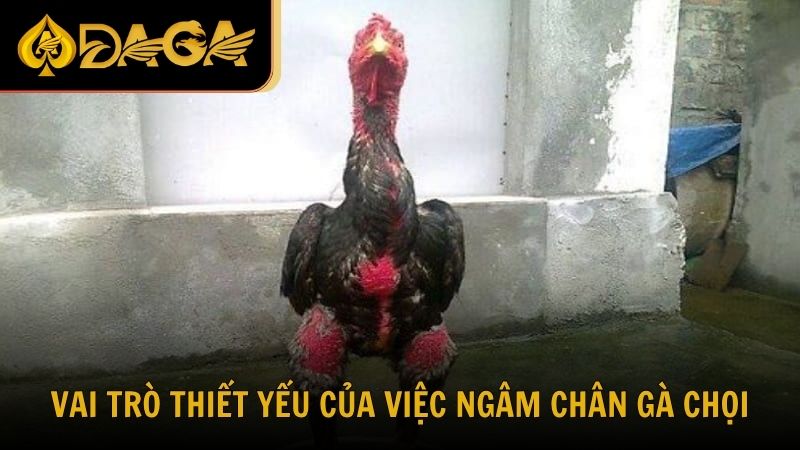 Vai trò thiết yếu của việc ngâm chân gà chọi
